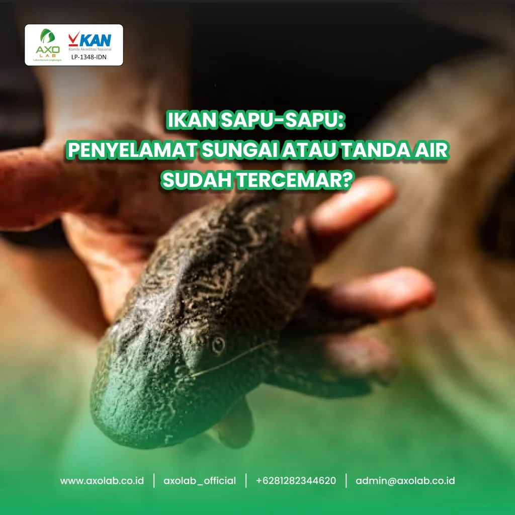 ikan sapu sapu